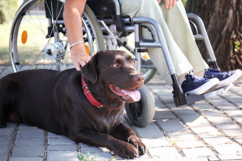 Hold: Senior woman in wheelchair and her service dog outdoors Service dog sitting next to person in wheelchair