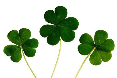 Three Irish clovers