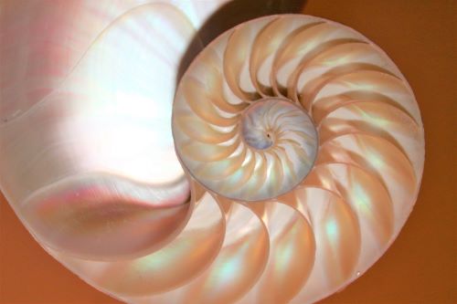 Science: Golden Ratio Nautilus Nautilus shell Golden Ratio