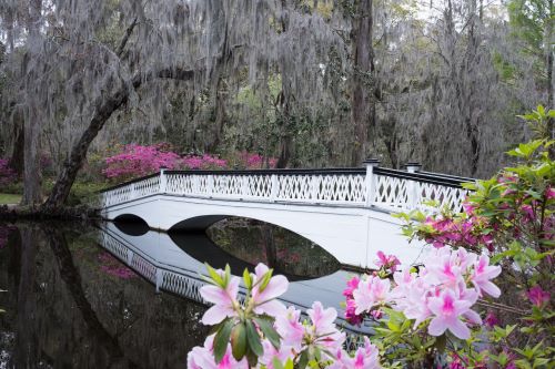 White bridge over a small river with magnolia trees in the foreground