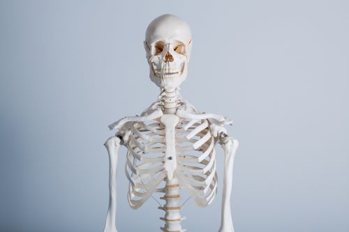 Photo of a human skeleton smiling