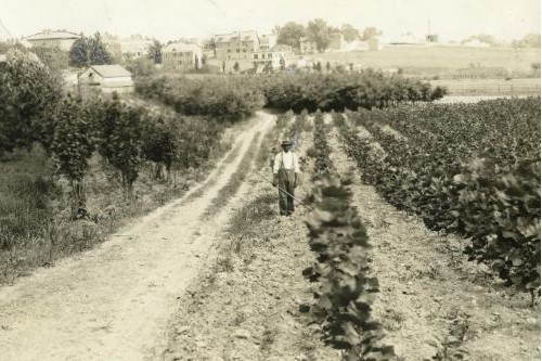 Photo of Ruppert Farm, site of modern-day Petworth neighborhood, Washington, D.C., early 1900