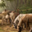 Drawing of horses