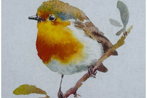 watercolor painting of robin bird