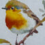 watercolor painting of robin bird