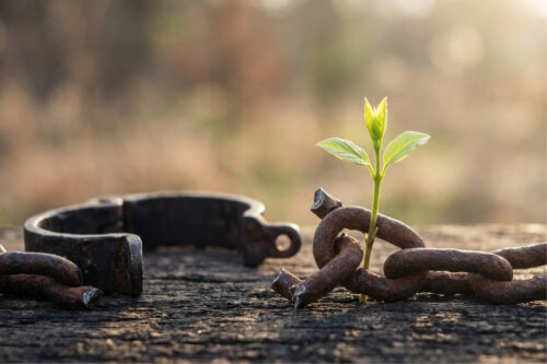 broken handcuffs with a plant growing through it